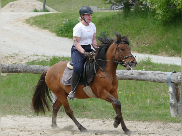 Huçul / Hucul / Huzul Castrone 6 Anni 141 cm Falbo in Ramsau am Dachstein