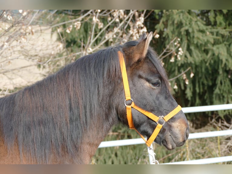 Huçul / Hucul / Huzul Castrone 6 Anni 143 cm Falbo in Ramsau/D.
