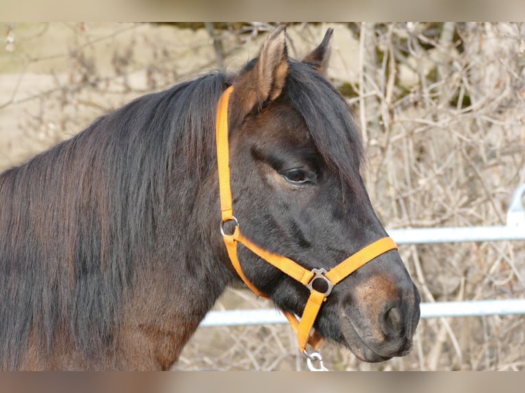 Huçul / Hucul / Huzul Castrone 6 Anni 143 cm Falbo in Ramsau/D.