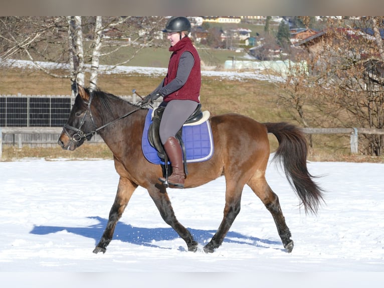 Huçul / Hucul / Huzul Castrone 6 Anni 143 cm Falbo in Ramsau/D.