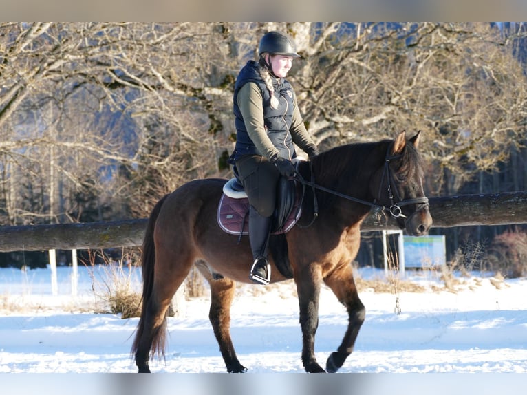 Huçul / Hucul / Huzul Castrone 6 Anni 143 cm Falbo in Ramsau/D.