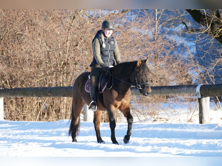 Huçul / Hucul / Huzul Castrone 6 Anni 143 cm Falbo in Ramsau/D.
