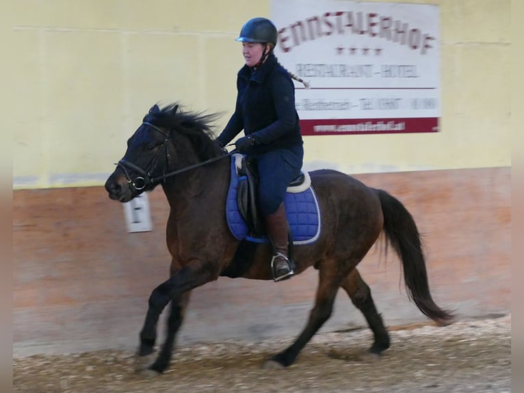 Huçul / Hucul / Huzul Castrone 6 Anni 143 cm Falbo in Ramsau/D.