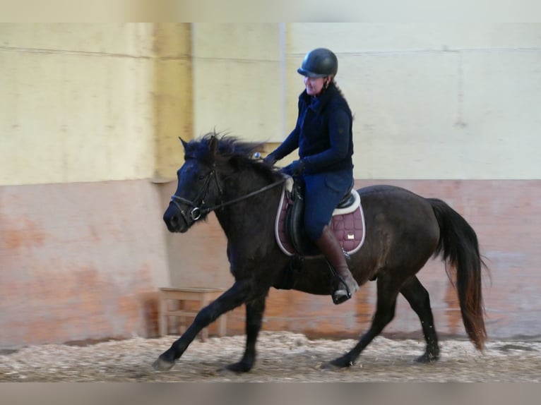 Huçul / Hucul / Huzul Castrone 6 Anni 145 cm Falbo in Ramsau