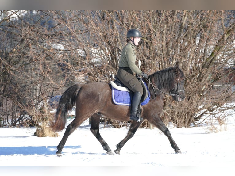 Huçul / Hucul / Huzul Castrone 6 Anni 145 cm Falbo in Ramsau