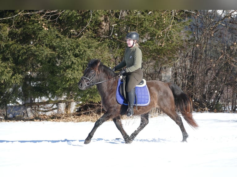 Huçul / Hucul / Huzul Castrone 6 Anni 145 cm Falbo in Ramsau