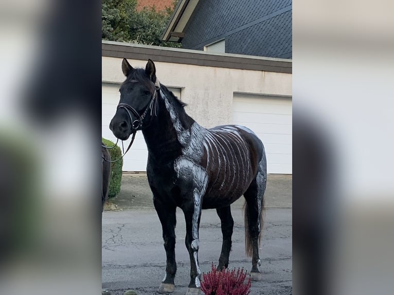 Huçul / Hucul / Huzul Castrone 6 Anni 145 cm Morello in Kreuztal