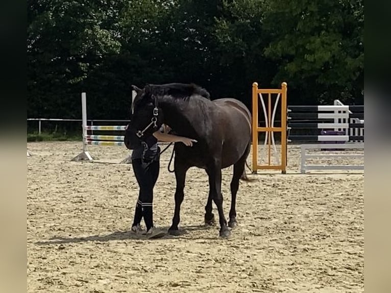 Huçul / Hucul / Huzul Castrone 6 Anni 145 cm Morello in Kreuztal