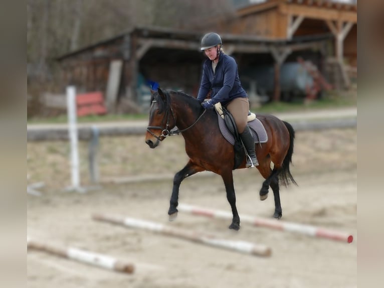 Huçul / Hucul / Huzul Castrone 6 Anni 147 cm Falbo in Ramsau am Dachstein