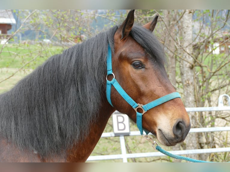 Huçul / Hucul / Huzul Castrone 6 Anni 147 cm Falbo in Ramsau am Dachstein