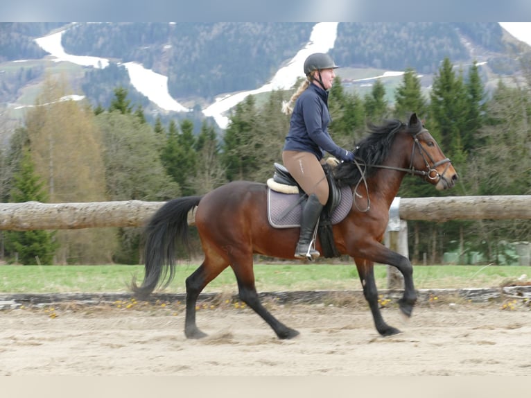 Huçul / Hucul / Huzul Castrone 6 Anni 147 cm Falbo in Ramsau am Dachstein