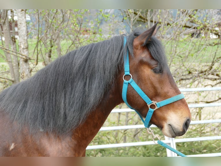 Huçul / Hucul / Huzul Castrone 6 Anni 147 cm Falbo in Ramsau am Dachstein