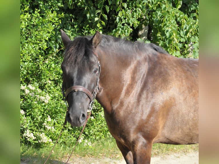 Huçul / Hucul / Huzul Castrone 6 Anni 147 cm Falbo in Schattendorf