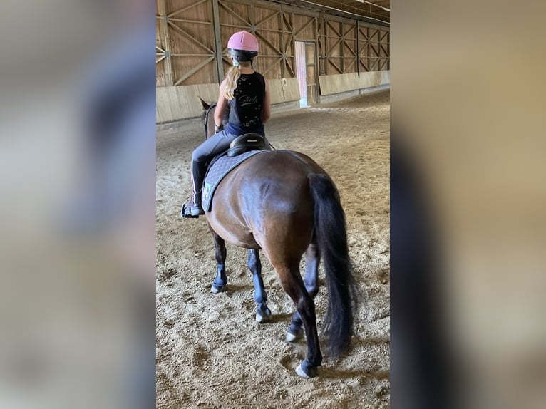 Huçul / Hucul / Huzul Castrone 6 Anni 148 cm Morello in Tillmitsch