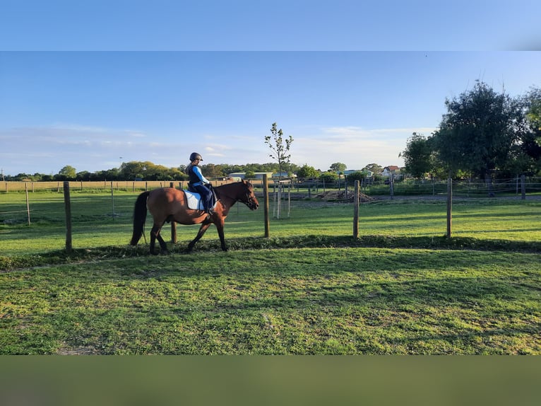 Huçul / Hucul / Huzul Castrone 7 Anni 138 cm Baio in Oggau am Neusiedler See