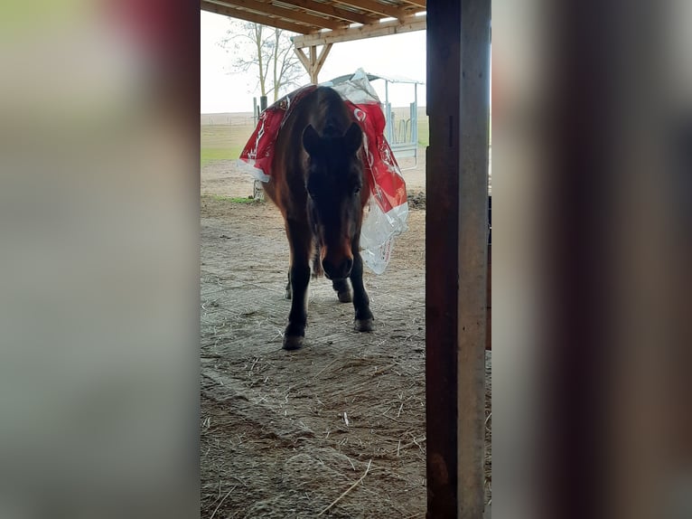 Huçul / Hucul / Huzul Castrone 7 Anni 138 cm Baio in Oggau am Neusiedler See