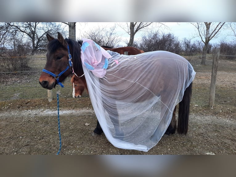Huçul / Hucul / Huzul Castrone 7 Anni 138 cm Baio in Oggau am Neusiedler See