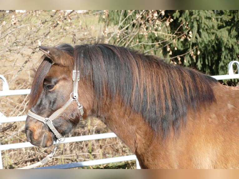 Huçul / Hucul / Huzul Castrone 7 Anni 142 cm Falbo in Ramsau/D.