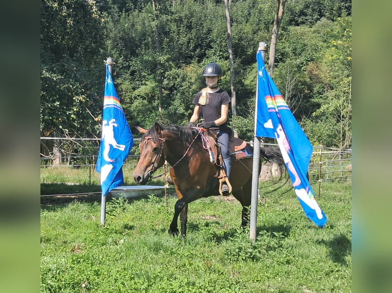 Huçul / Hucul / Huzul Castrone 7 Anni 147 cm Baio in Bayerbach