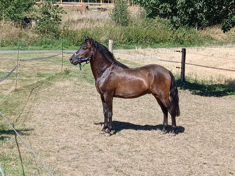 Huçul / Hucul / Huzul Castrone 8 Anni 138 cm Baio in Hagen am Teutoburger Wald