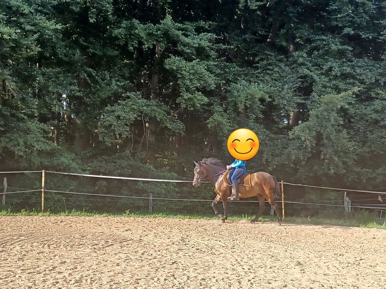 Huçul / Hucul / Huzul Castrone 8 Anni 138 cm Baio in Hagen am Teutoburger Wald