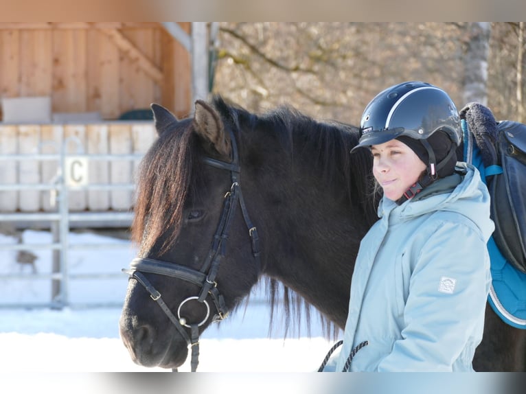 Huçul / Hucul / Huzul Castrone 8 Anni 143 cm Falbo in Ramsau