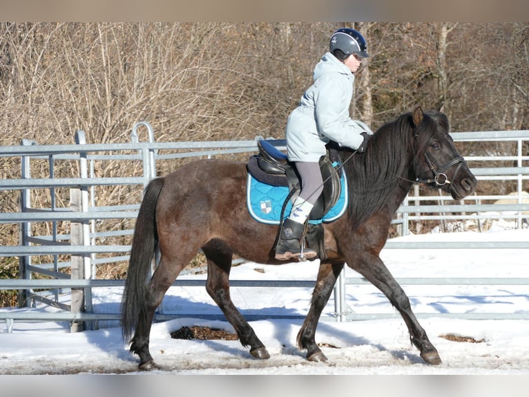 Huçul / Hucul / Huzul Castrone 8 Anni 143 cm Falbo in Ramsau