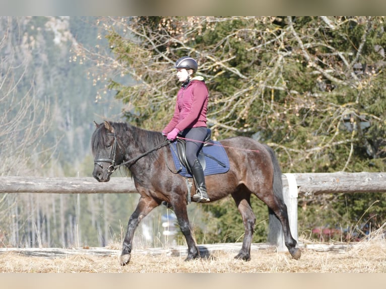 Huçul / Hucul / Huzul Castrone 8 Anni 143 cm Falbo in Ramsau