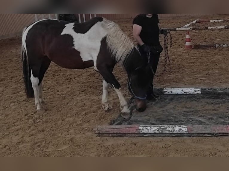 Huçul / Hucul / Huzul Castrone 9 Anni 144 cm Pezzato in Ranstadt