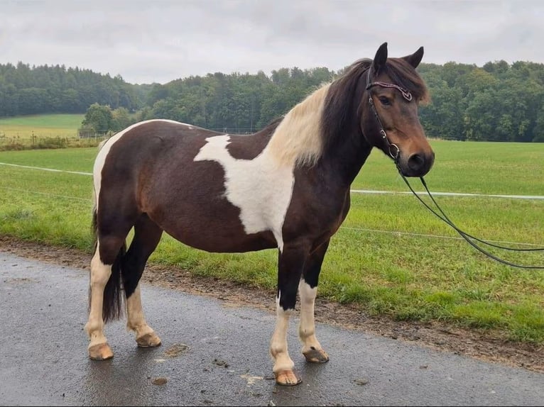 Huçul / Hucul / Huzul Castrone 9 Anni 146 cm Pezzato in Ranstadt