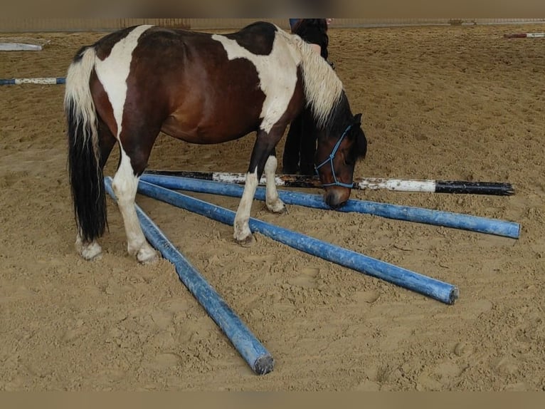 Huçul / Hucul / Huzul Castrone 9 Anni 146 cm Pezzato in Ranstadt