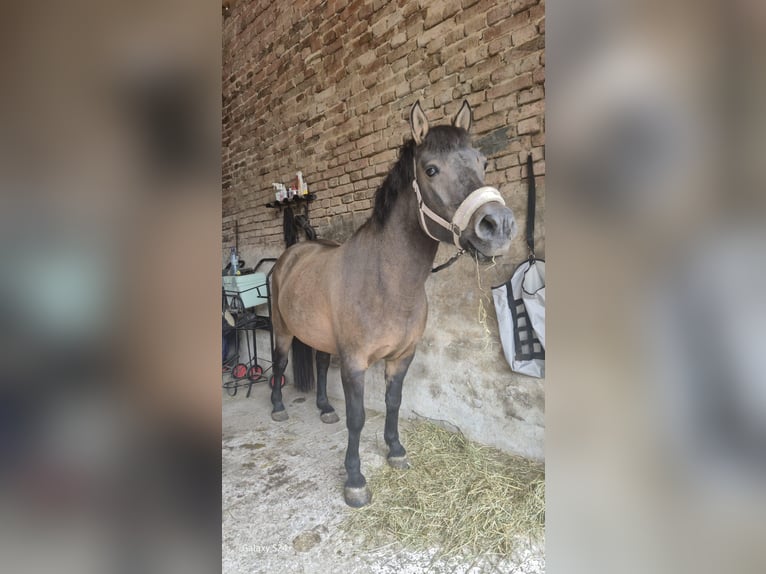 Huçul / Hucul / Huzul Giumenta 10 Anni 140 cm Falbo in Golmbach