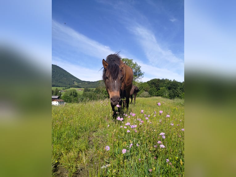 Huçul / Hucul / Huzul Giumenta 10 Anni 145 cm Baio in Salzburg