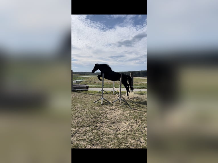 Huçul / Hucul / Huzul Mix Giumenta 10 Anni 150 cm Morello in Kirchberg/Walde