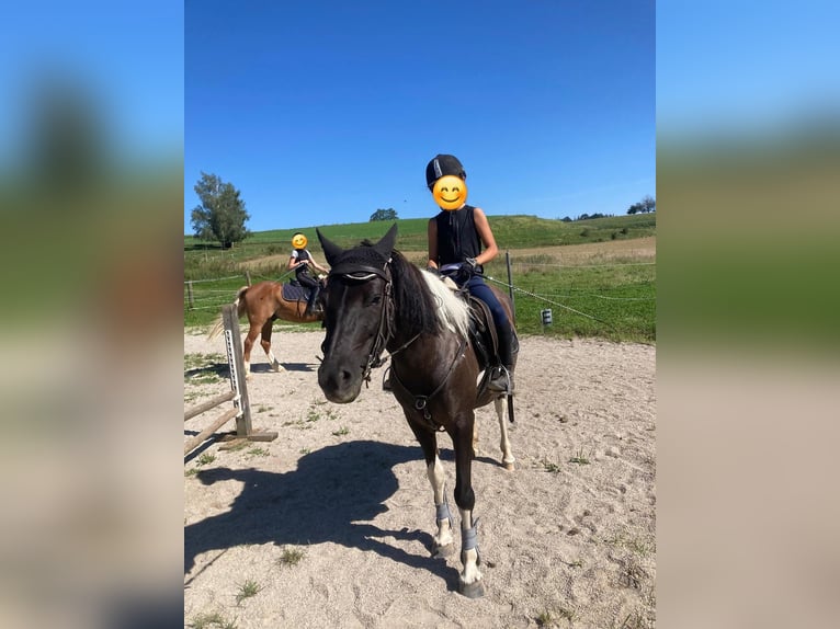 Huçul / Hucul / Huzul Giumenta 13 Anni 135 cm Pezzato in Trostberg