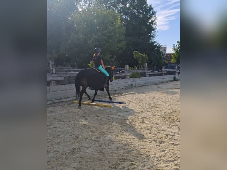 Huçul / Hucul / Huzul Giumenta 13 Anni 138 cm in Schönau an der Triesting