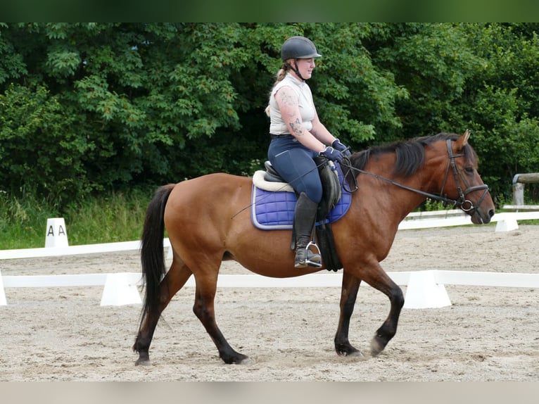 Huçul / Hucul / Huzul Giumenta 14 Anni 148 cm Falbo in Ramsau am Dachstein