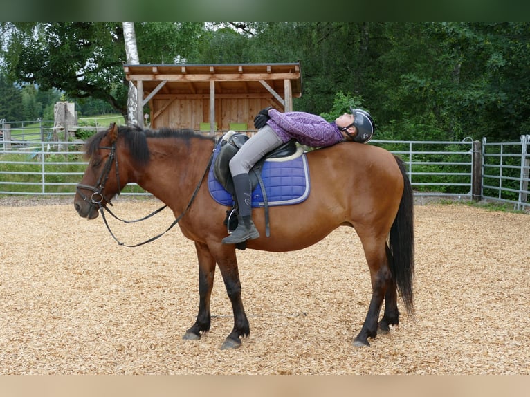 Huçul / Hucul / Huzul Giumenta 14 Anni 148 cm Falbo in Ramsau am Dachstein
