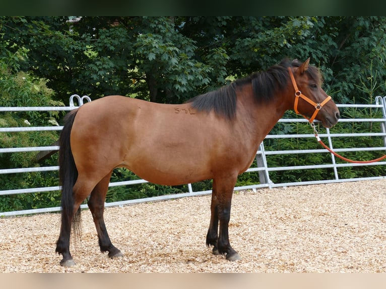 Huçul / Hucul / Huzul Giumenta 14 Anni 148 cm Falbo in Ramsau am Dachstein