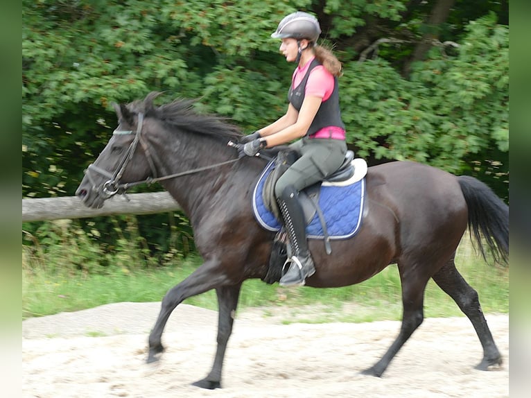 Huçul / Hucul / Huzul Giumenta 14 Anni 148 cm Morello in Ramsau am Dachstein