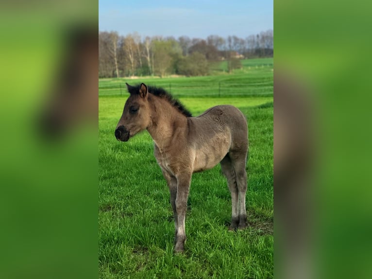 Huçul / Hucul / Huzul Giumenta 2 Anni 130 cm Baio scuro in Löbau