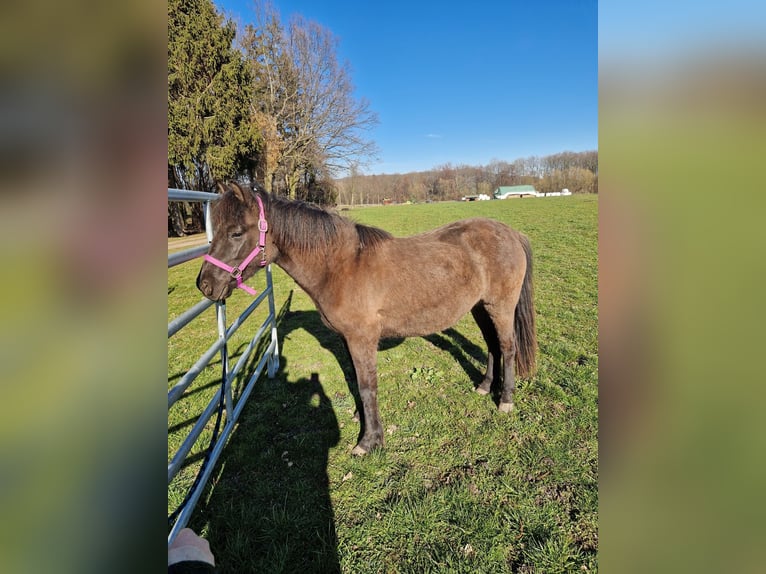 Huçul / Hucul / Huzul Giumenta 2 Anni 130 cm Baio scuro in Löbau