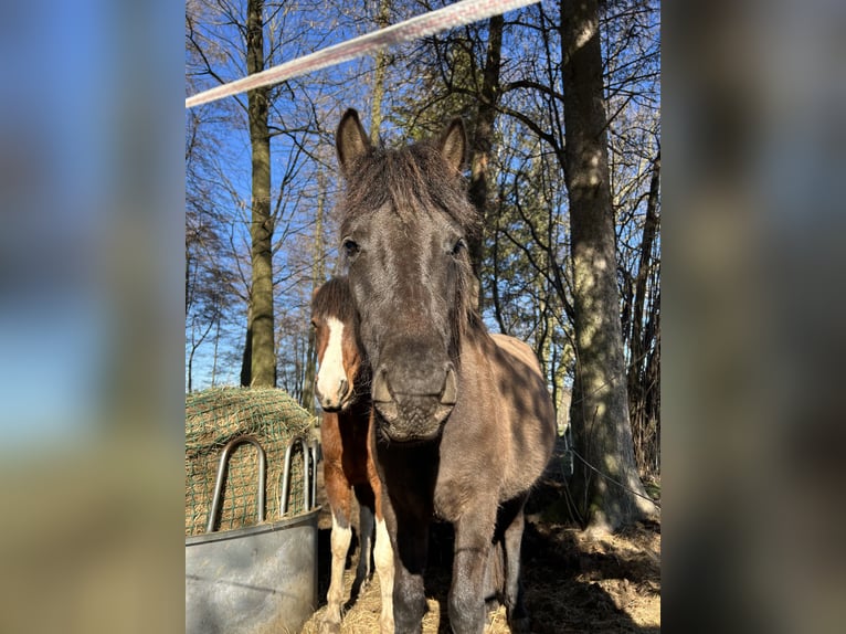 Huçul / Hucul / Huzul Giumenta 2 Anni 130 cm Baio scuro in Löbau