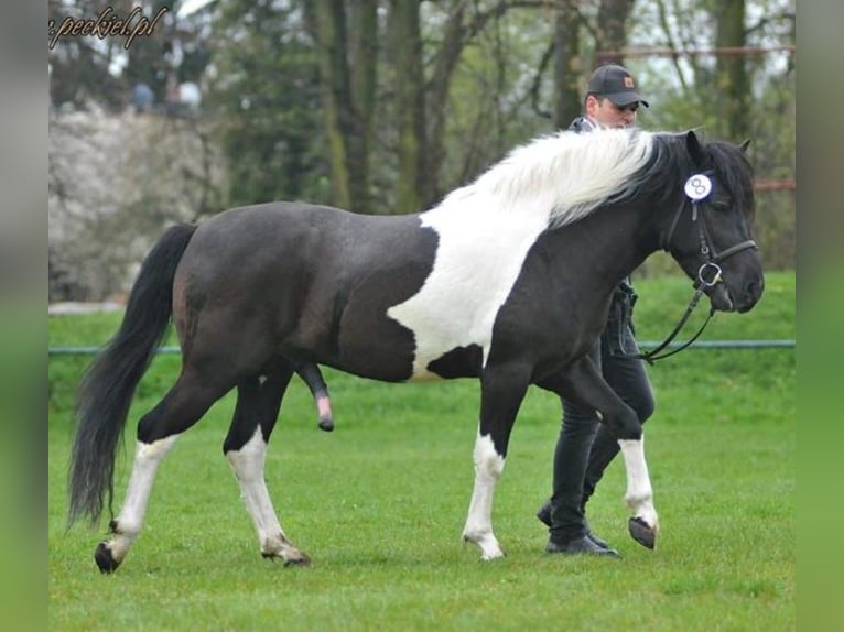 Huçul / Hucul / Huzul Giumenta 2 Anni 130 cm Baio scuro in Löbau