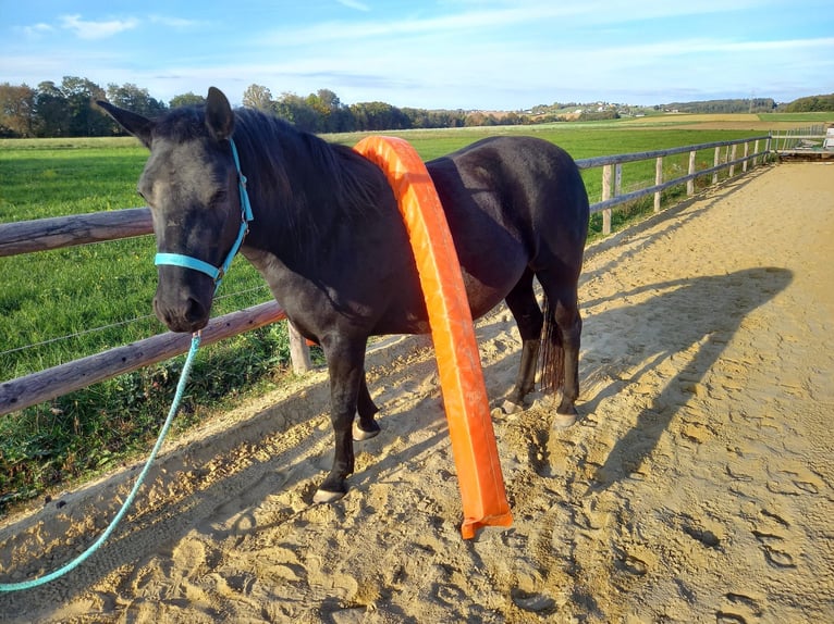 Huçul / Hucul / Huzul Mix Giumenta 3 Anni 138 cm Morello in G&#xFC;ssing