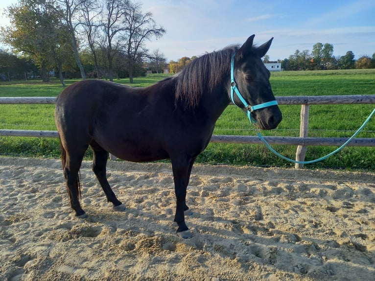 Huçul / Hucul / Huzul Mix Giumenta 3 Anni 138 cm Morello in G&#xFC;ssing