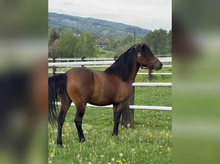 Huçul / Hucul / Huzul Giumenta 3 Anni 140 cm Baio in Porąbka Iwkowska