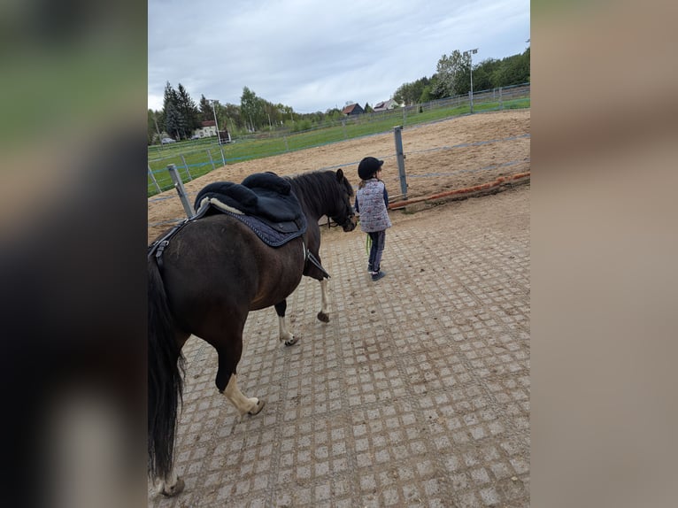 Huçul / Hucul / Huzul Giumenta 4 Anni 133 cm Pezzato in Kamenz