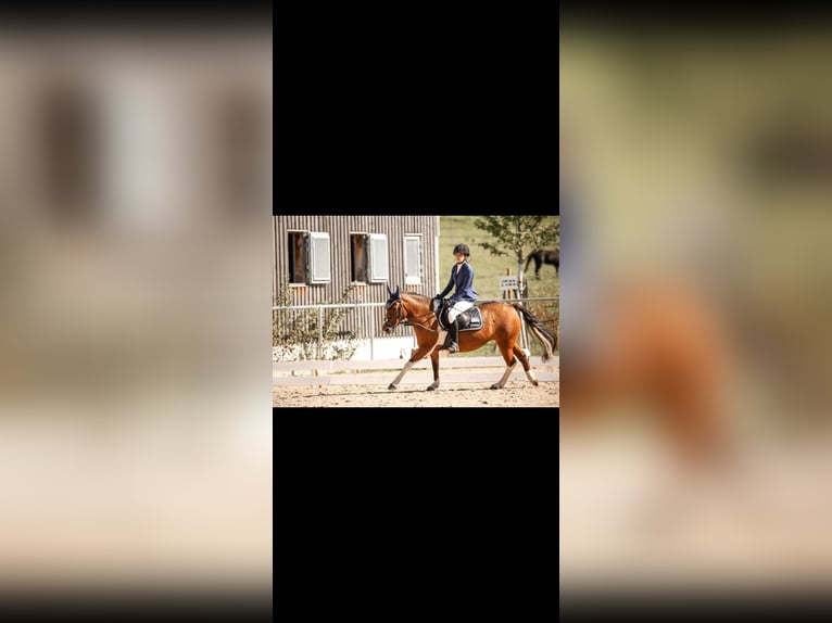 Huçul / Hucul / Huzul Giumenta 5 Anni 138 cm Pezzato in Herrenberg