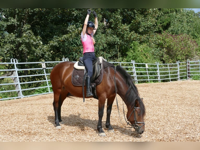 Huçul / Hucul / Huzul Giumenta 5 Anni 145 cm Falbo in Ramsau am Dachstein